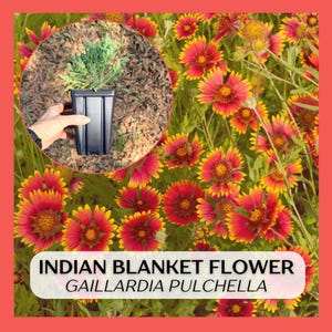 May include: A vibrant image showcasing Indian Blanket Flowers, Gaillardia Pulchella, with red and yellow petals. A small potted plant is held in a hand, set against a backdrop of the colorful flowers. The image is framed with a red border.