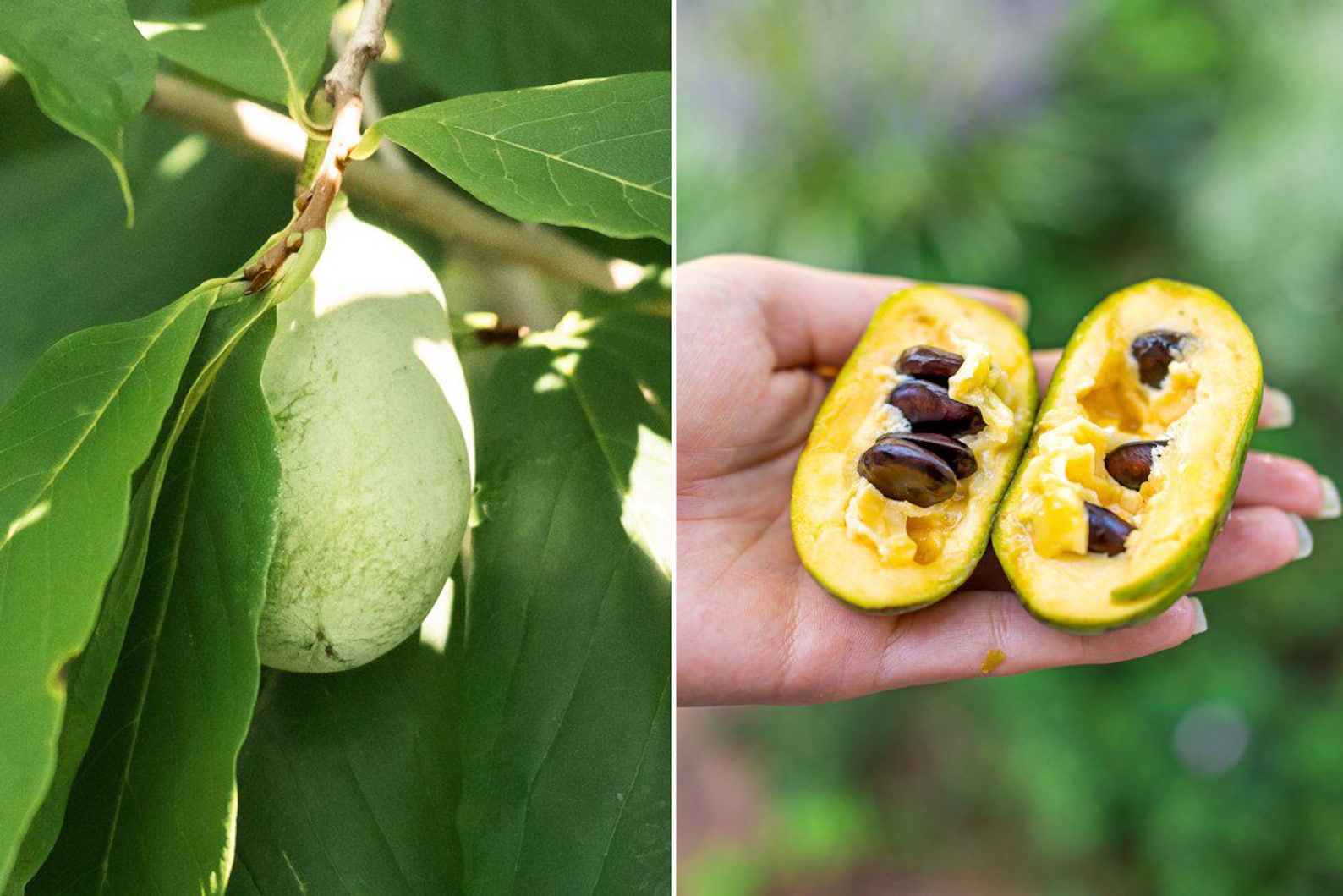 Native Pawpaw Tree, Asimina Triloba, 1-2 Yr Old Tree in 9" Deep Pot - Etsy