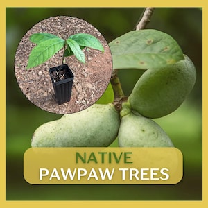 May include: Image of a young pawpaw tree sapling in a black pot, set against a backdrop of green pawpaw fruit and leaves. The image includes the text "NATIVE PAWPAW TREES" in a gold banner.