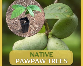 Native Pawpaw Tree, Asimina triloba, 1-2 yr old tree in 9" deep pot