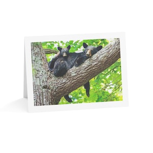 Biglietti di auguri ispirati alla natura, biglietti ecologici per tutte le occasioni, set di biglietti con fotografia di orsi, perfetti per compleanni, ringraziamenti o note