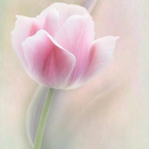 Graceful Tulip Flower Art Print - Luster Photo Paper Poster