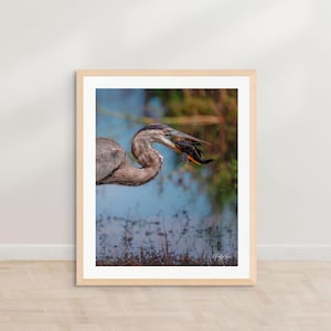 Great Blue Heron Wall Art | Bird Photography Print | Wetlands Wildlife Decor | Coastal Nature Artwork | Bird Watching Gift