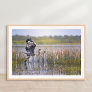 Great Blue Heron Wildlife Print | Bird Photography Wall Art | Nature Photography Decor | Wetlands Bird Art |  Heron Catching Fish