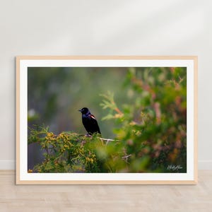 Blackbird Photography Print | Wildlife Decor | Birdwatching Gift | Forest Bird Photo | Digital Download