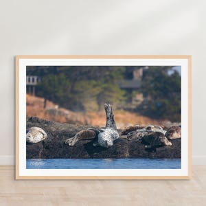 Harbor Seal Photography Print | Coastal Wildlife Wall Art | Ocean Nature Decor | Pacific Northwest Marine Life | Relaxed Seals | Rocky Shore