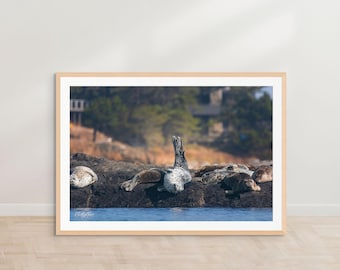 Impressão de fotografia de foca do porto | Arte de parede de vida selvagem costeira | Decoração de natureza oceânica | Vida marinha do noroeste do Pacífico | Focas relaxadas | Costa rochosa