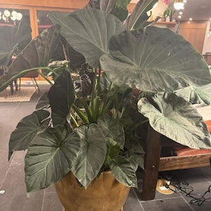 May include: A large, leafy plant with dark green, heart-shaped leaves. The plant is in a round, light brown ceramic pot with a matching saucer. The plant is indoors, with a wooden chair and table visible in the background.