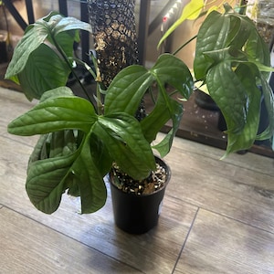 May include: A green Rhaphidophora tetrasperma plant with deeply lobed, textured leaves growing in a black plastic pot. The plant is supported by a vertical black plastic mesh pole filled with sphagnum moss, extending upward from the soil.