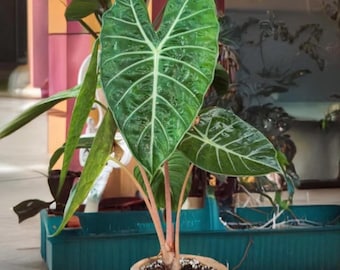 Alocasia Morocco Pink Dragon Starter Plant **(ALL Plants Require