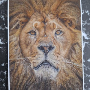 Lion print