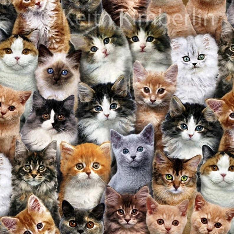 Kitten fabric, Packed Kittens , adorable kittens, Cat fabric, Kitten Fabric, cotton quilting fabric, sewing animal pet fabric image 2