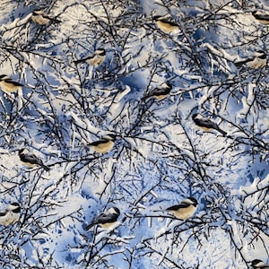 Winter birds, tree and birds, Timeless Treasures birds on snowy branches, Winter CHICKADEES, BIRD-C7850 BLUE, winter snow birds, Bild 5