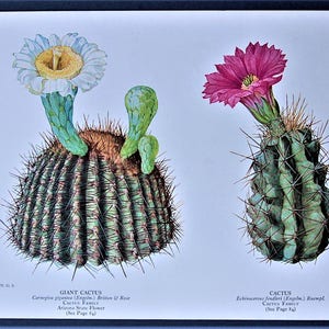 CACTUS-Carnegiea gigantea - Echinocereus fendleri - Buckthorn-Devilsbit - Vintage 1933 WildFlowers Botanical National Geographic Book Plates