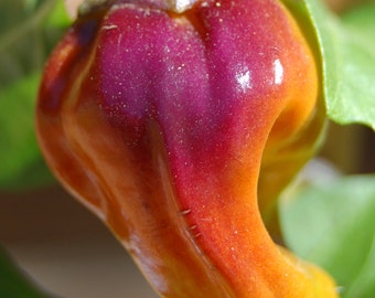 Black Scorpion Tongue Chili Pepper Seeds C. annuum  OREGON Grown ... Great for a Bonsai - A Kaleidoscope of Colors...  + BONUS Seeds