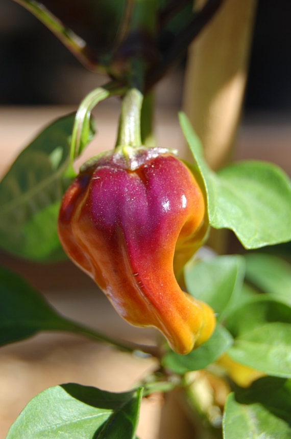 Black Scorpion Tongue Chili Pepper Seeds C Annuum Oregon Etsy