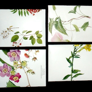May include: Four botanical illustrations on white cards. The top left card features a white flower with green leaves and red berries. The top right card features a pink flower with green vines. The bottom left card features pink flowers with green leaves and red berries. The bottom right card features yellow flowers with green leaves.