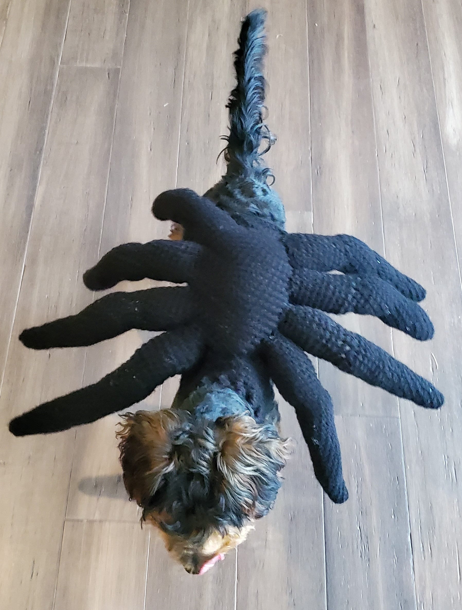 Spider Dog Costume Crochet Pattern PDD Etsy Canada