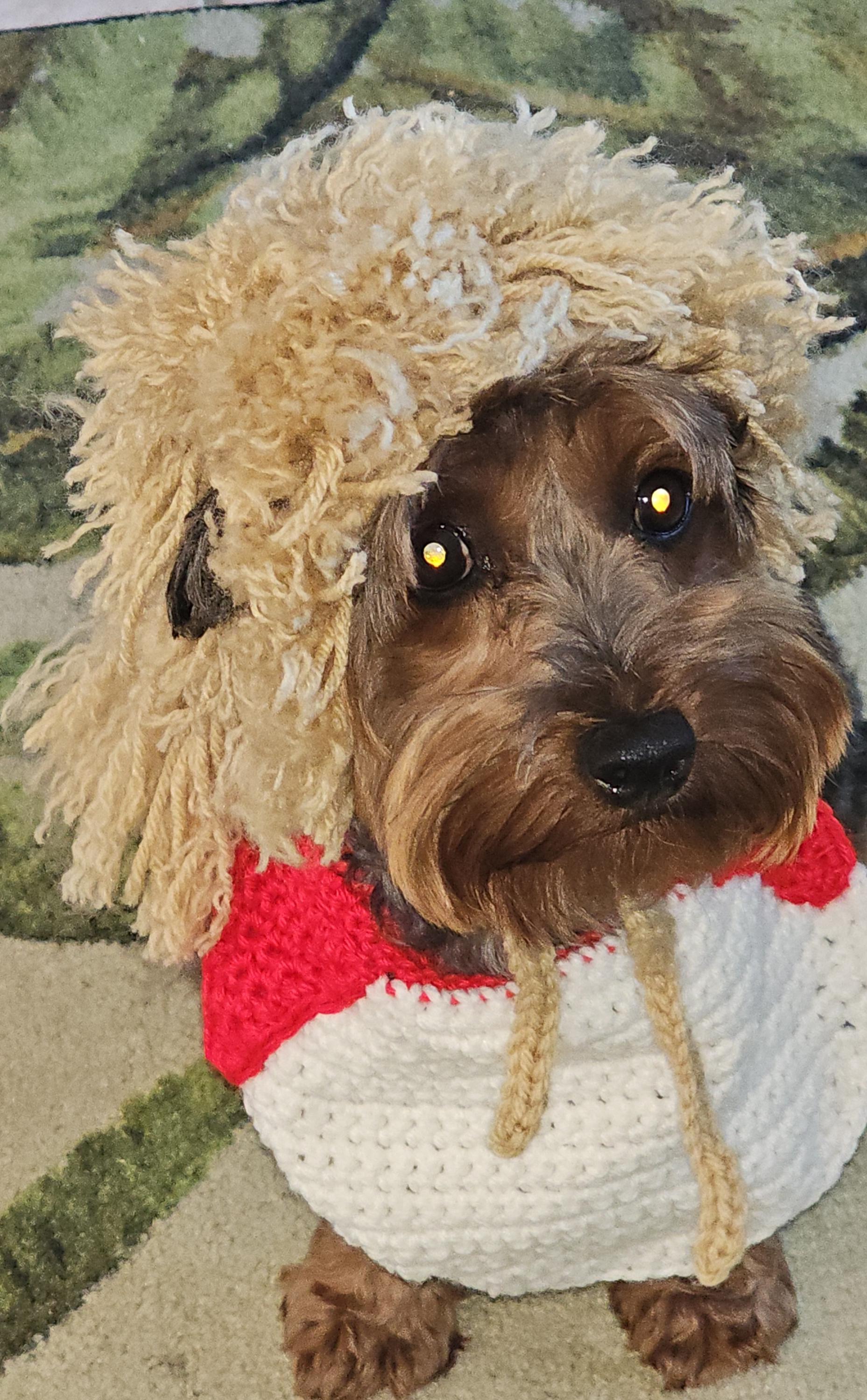 The Mutt With the Cut - Joe Dirt Dog Wig-hat and T-shirt Bib