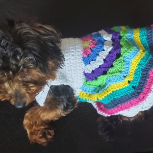 Pode incluir: Um pequeno cão castanho e preto vestindo um vestido de crochê colorido para cães com base branca e listras arco-íris.