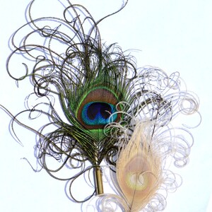 May include: Two peacock feathers with decorative curled tips. The larger feather is green, blue, and brown with a blue eye. The smaller feather is beige with a yellow eye.