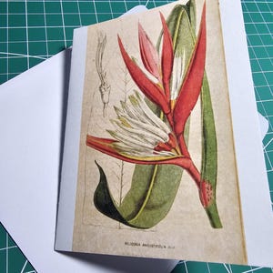 空白の花カード - ヴィンテージ アンティーク花植物イラスト - HELICONIA AUGUSTIFOLIA - 赤いクリスマス ヘリコニア