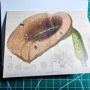 空白の花カード - ヴィンテージ アンティーク花植物イラスト - DRACUNCULUS CRINITUS - デッドホースアラムリリー