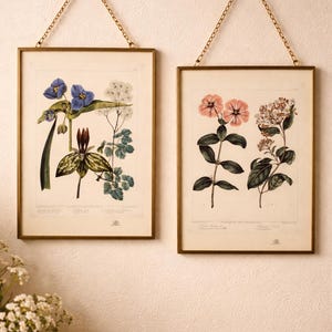 The Bombay Company Botanical Prints - Etsy