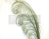 SAGE Green peacock feather plume (6-8 quot )P2(3 package option) hats, fascinators, headdresses, headbands and floral arrangements,mardi gras