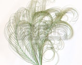 SAGE Green Peacock curled feather sprigs (6-8 Inches)(3 packages) plumes for hats,fascinators,costume headdress,brooch bouquet