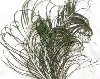 NATURAL green Peacock curled feather sprigs (5 -8 Inches)(4 or 12 SPRIGS)  plumes for hats,fascinators,costume headdress,brooch bouquet