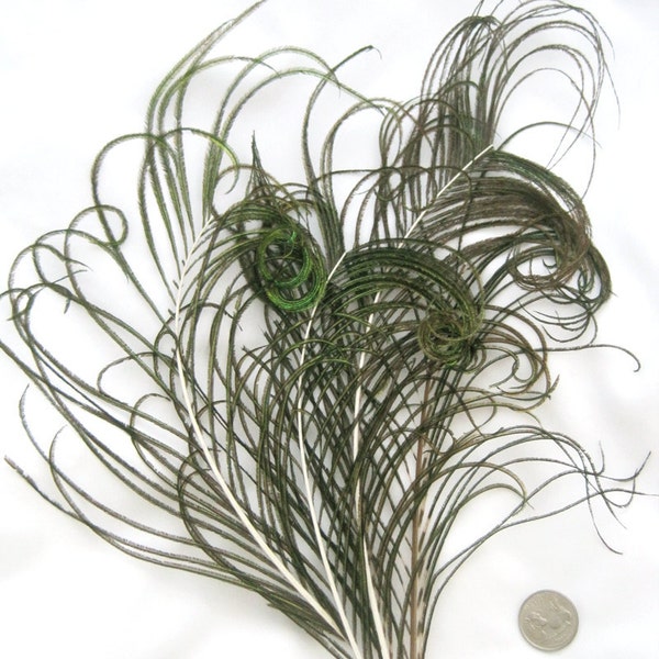 NATURAL green Peacock curled feather sprigs (5 -8 Inches)(4 or 12 SPRIGS)  plumes for hats,fascinators,costume headdress,brooch bouquet