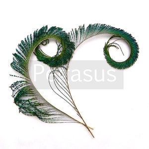 Natural Green Curled Peacock Sword Tail Feathers (12 color option,3 packages) for wedding bouquets, floral center pieces,hat,millinery