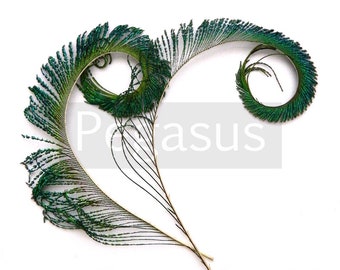 Natural Green Curled Peacock Sword Tail Feathers (3 package options) for wedding bouquets, floral centerpieces,hat,millinery