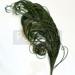 NATURAL green peacock feather plume 6-8P23 package option hats,fascinators,headdresses,headbands and floral arrangements,mardi gras image 1