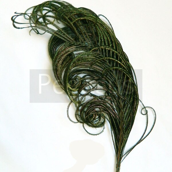 NATURAL green peacock feather plume (6-8")P2(3 package option) hats,fascinators,headdresses,headbands and floral arrangements,mardi gras