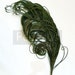 see more listings in the Peacock Feather section