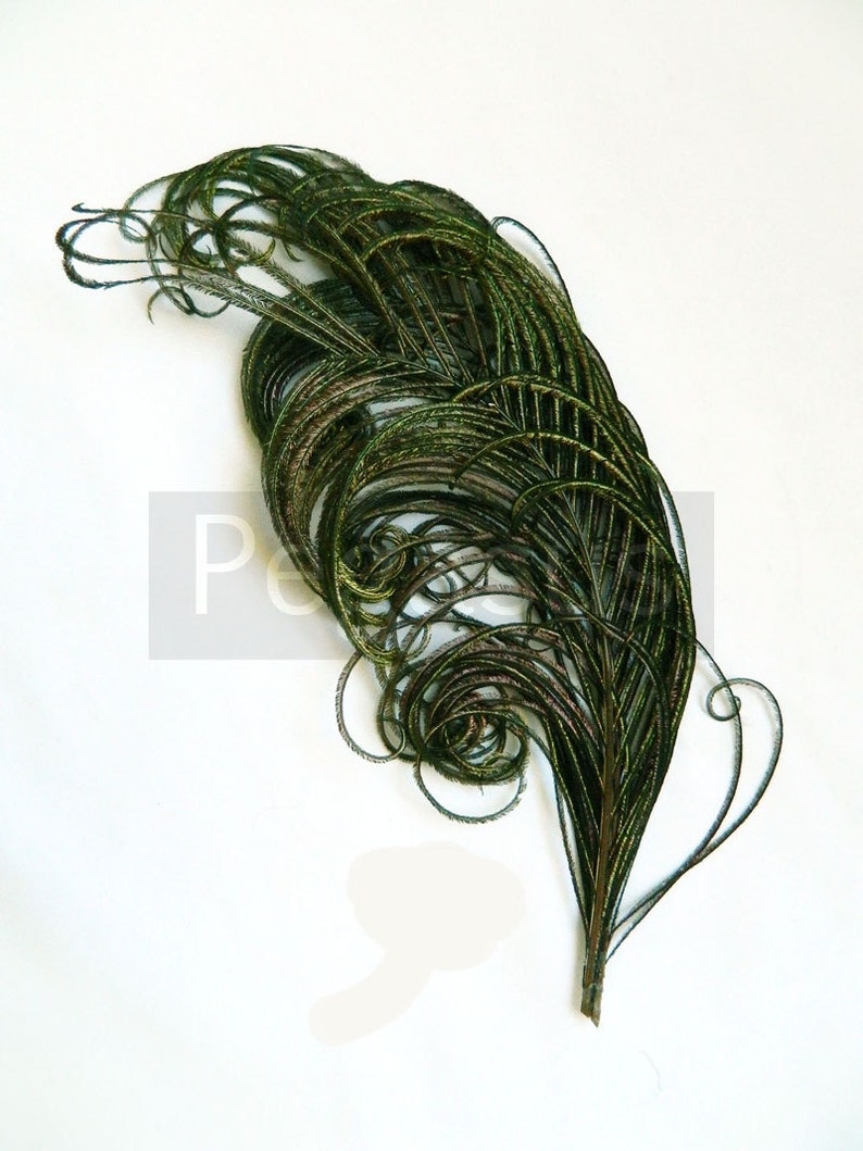 NATURAL green peacock feather plume 6-8P23 package option hats,fascinators,headdresses,headbands and floral arrangements,mardi gras image 1