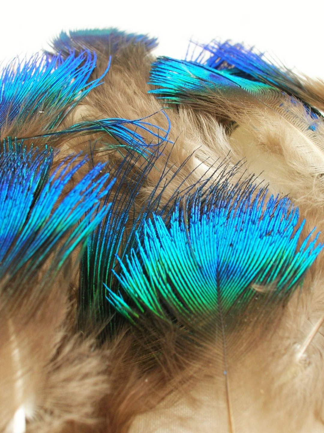 Small Blue and Green Peacock Scallop Plume Feathers for Craft
