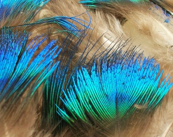 Small Blue and Green Peacock Scallop Plume Feathers for craft, headbands, hats and hair clips (3 package options)