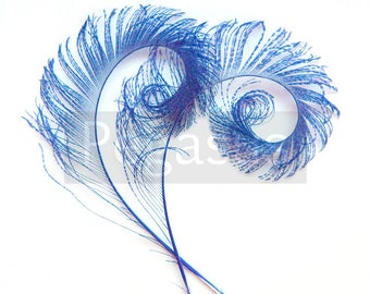 Royal Blue Curled Peacock Sword Tail Feathers (3 package options) for wedding bouquets, floral centerpieces,hat,millinery