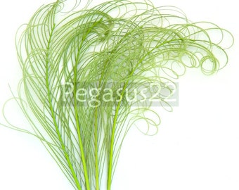 LIME GREEN Peacock curled feather sprigs (6-8 Inches)(3 packages)  plumes for hats,fascinators,costume headdress,brooch bouquet