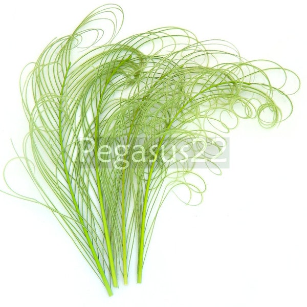 LIME GREEN Peacock curled feather sprigs (6-8 Inches)(3 packages)  plumes for hats,fascinators,costume headdress,brooch bouquet