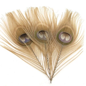 Tan Brown Peacock Feather Eyes (2 size option)(RF) feather for boutonniere,earring,wedding bouquet,millinery hat,corsage,fascinator