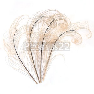 DUSTY ROSE Pink Peacock curled feather sprigs 6-8 Inches3 packages plumes for hats,fascinators,costume headdress,brooch bouquet image 5