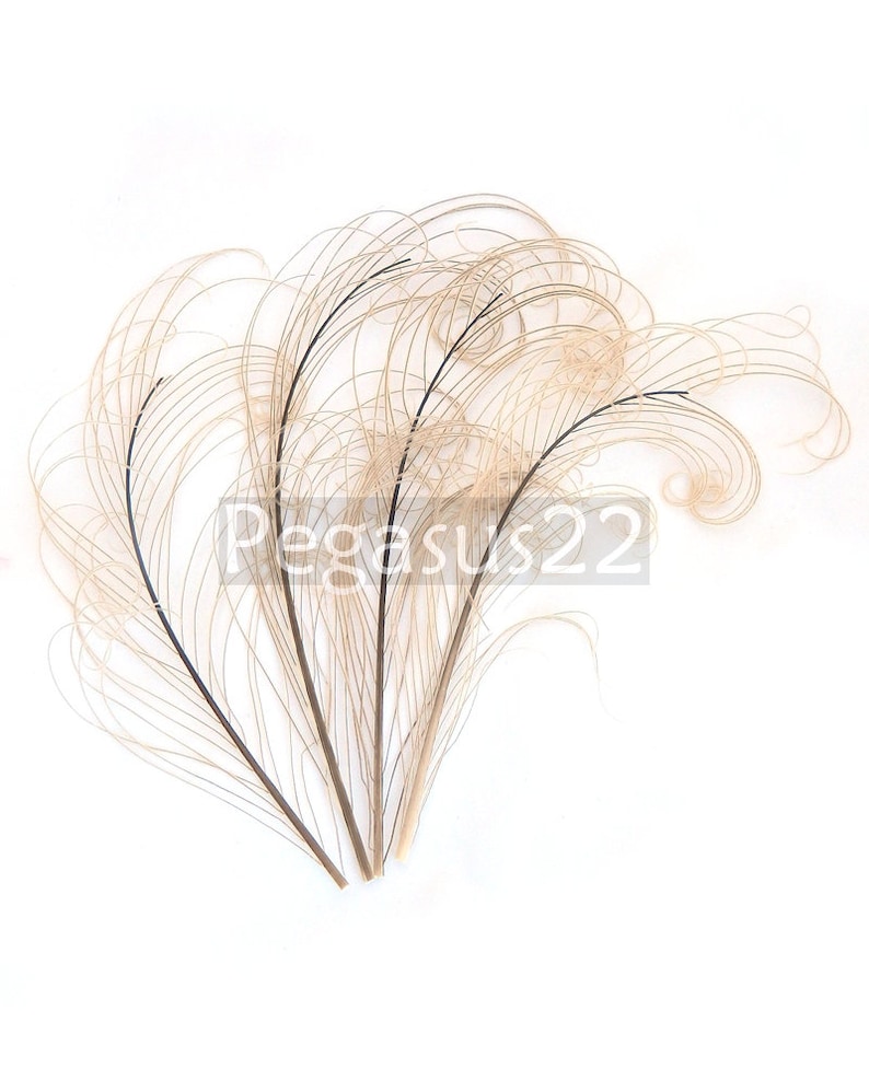 DUSTY ROSE Pink Peacock curled feather sprigs 6-8 Inches3 packages plumes for hats,fascinators,costume headdress,brooch bouquet image 5