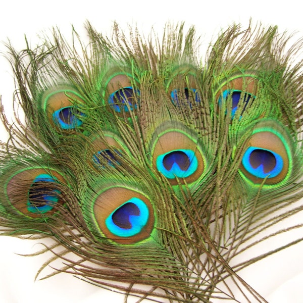 NATURAL Peacock Feather Eyes (2 size option)(RF) feather for boutonniere,earring,wedding bouquet,millinery hat,corsage,fascinator