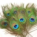 see more listings in the Peacock Feather section