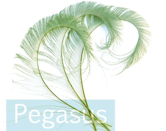 Sage Green Curled Peacock Sword Tail Feathers (3 package options) for wedding bouquets, floral centerpieces,hat,millinery