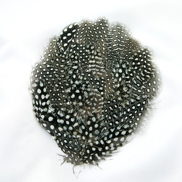 Black Spotted guinea hen Feather Pad  (3 packages) DIY millinery,mask,fascinator,hat,cap,costume burlesque fan,feather headdress,applique